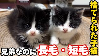 捨てられた子猫3匹を保護しました…兄弟なのに長毛と短毛の謎