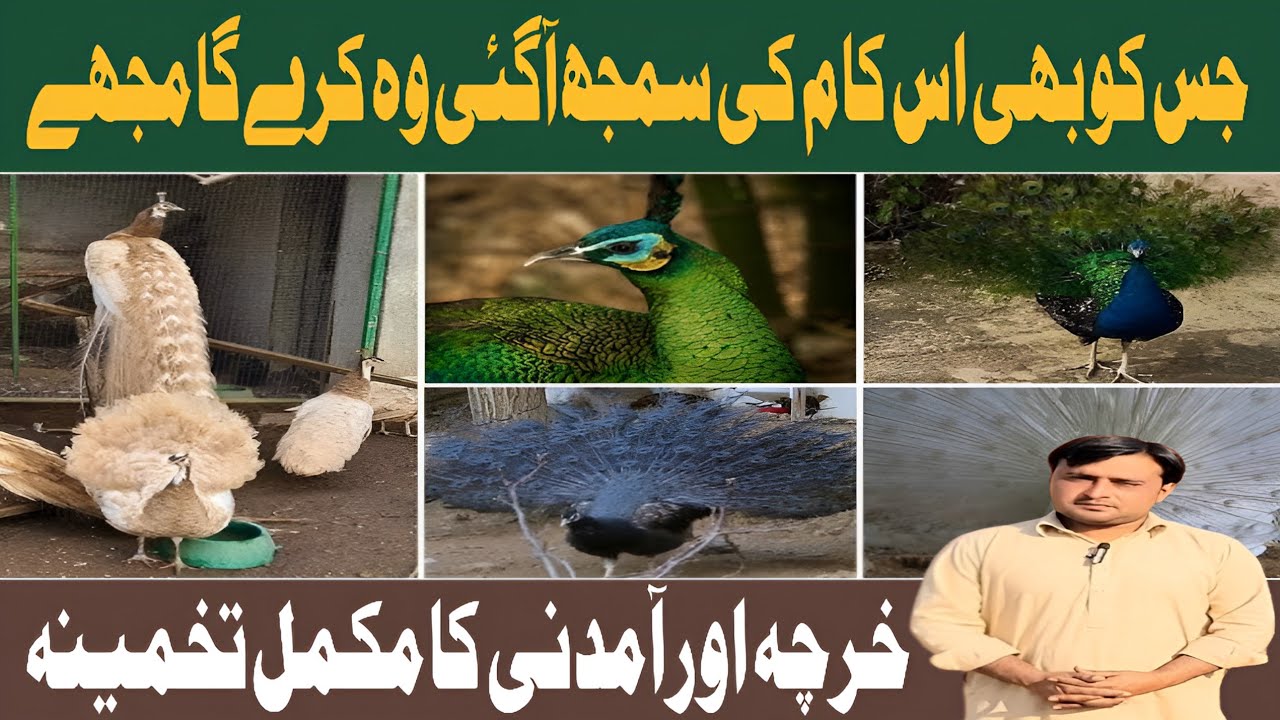 How to Start birds Farming in Pakistan|Peacock Farm in Multan|Peacock Farming Beginner