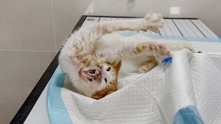 Helping A Cat With 1010 Scale Of Pain - Vet Rami Awwad