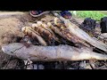 Amazing Top Video_Best Fisherman Catch & Cook A lot of Fish in Mud Underground on Dry Season