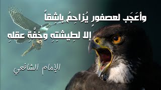 وأعجب لعصفور يزاحم باشقاً .. إلا لطيشته وخفة عقله / من شعر الإمام الشافعي .. المرء يعرف في الأنام