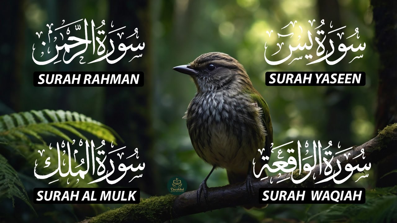 The Best Recitation Surah Yaseen (Yasin) | Surah Rahman | Surah Waqiah | Surah Mulk