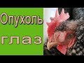 Чем болеют куры?  Опухают глаза