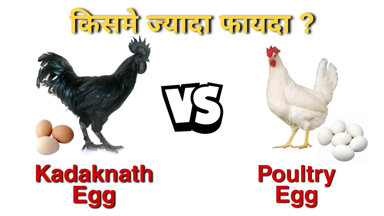 Kadaknath Egg vs Normal Egg । Which egg is better ? kadaknathegg 