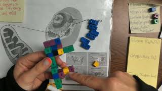 Modeling Cellular respiration Demo