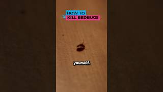 How to Kill Bedbugs at Home