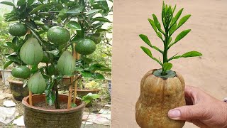 So amazing skill grating orang tree from orang fruit