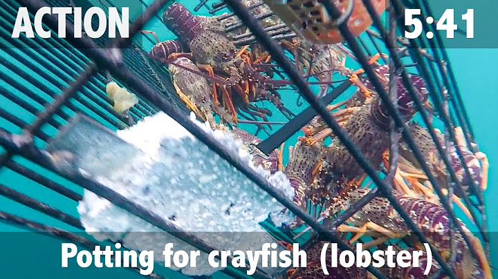 Potting Crayfish in Kaikoura New Zealand