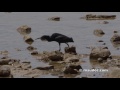 Black Heron