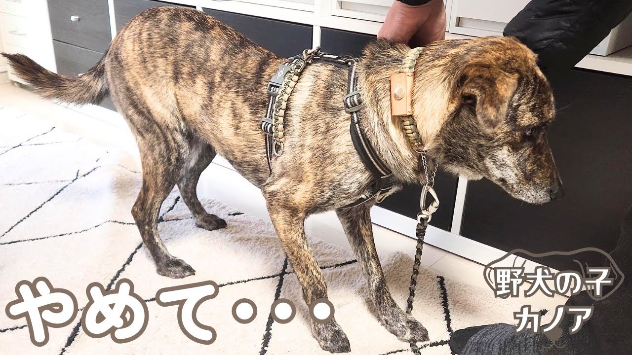 This adorable stray puppy refuses to go on his favorite walk for