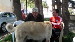 Afşi̇n Kitmir Ve Sahi̇bi̇ Mustafa Arpaci İle Röportaj-Hali̇l Demi̇r