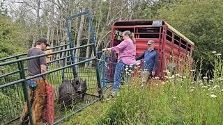 Friday Harbor 4H piglets - June 1, 2024