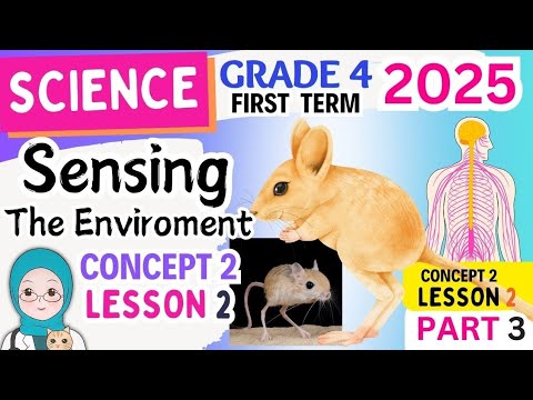 Science Grade 4 Concept 2 Lesson 2 Sensing The Environment ساينس رابعة ابتدائى المنهج الجديد 2025 Science Grade 4 Concept 2 Lesson 2 Sensing The Environment ساينس رابعة ابتدائى المنهج الجديد 2025