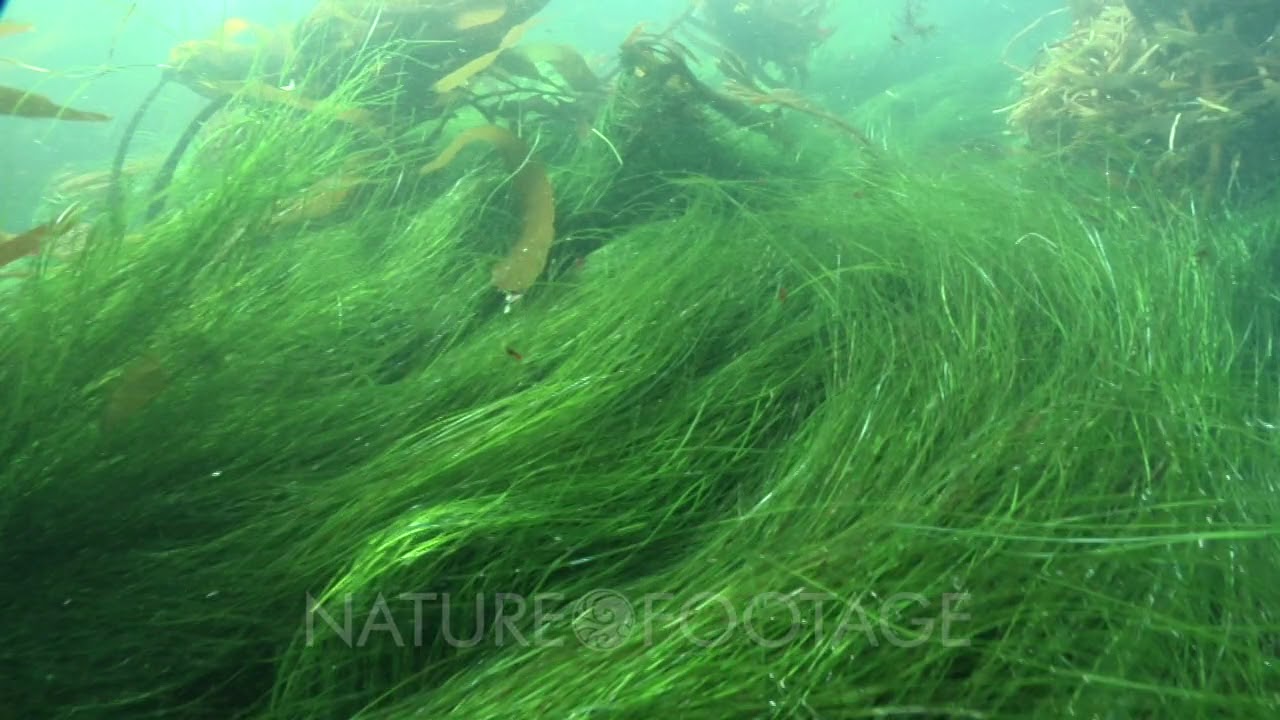 Sea Grass, Sea Grass Moving In The Waves, Kelp, Palm Kelp, Surge YouTube