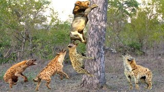 Hyena Attack the Lion | Lion vs hyena | Crocodile vs Impala