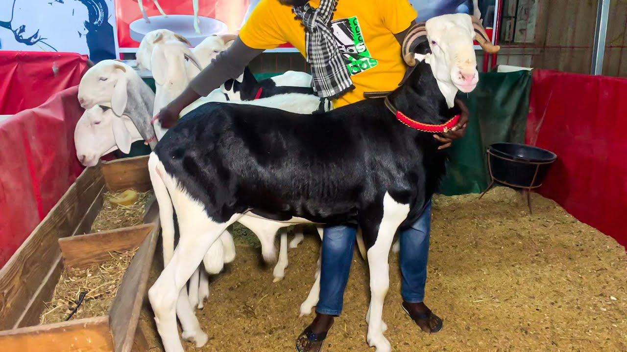 PETIT FILS DE NAPALEON SOUKRANE UN BEAU AGNEAU AU SALON CEB