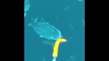 Cod fishing with camera on jigger #shorts