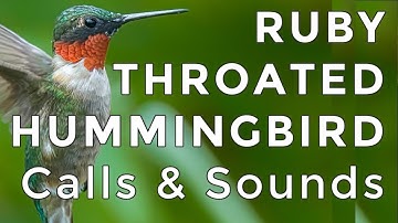 Ruby-throated Hummingbird Calls and Sounds (2025) - The TWO noises these birds make!