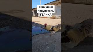 Типичный покупатель гелика #highlights #гелик