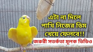 বাজরিগার পাখির জন্য কেটেল ফিস বোন কিভাবে দিবেন পাখি ডিম না পারার কারন | বাজরিগার পাখি পালন|Grow Life by grow life 4,123 views 3 weeks ago 5 minutes, 55 seconds