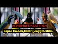 100% jernih Full masteran Kapas tembak kenari cililin cucak jenggot lovebird