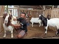 Dolan kandang breeding kambing boer Gondes Jaya Farm | Kambing boer super ada di kandang ini