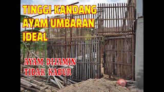THE HEIGHT OF THE FREE-RANGE CHICKEN COOP SO THAT THEY DON'T FLY AWAY