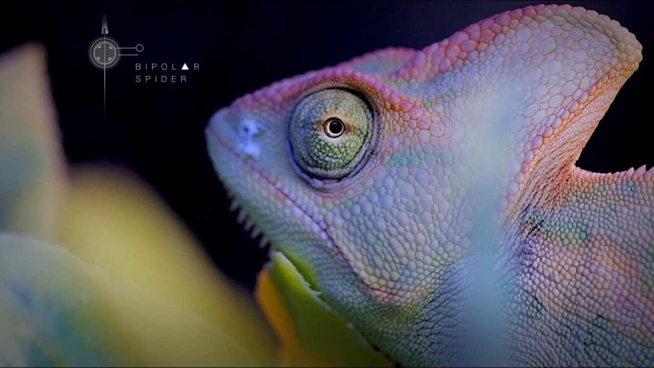 Exotic Animal Gallery