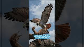 Haasts eagle #ancientanimals