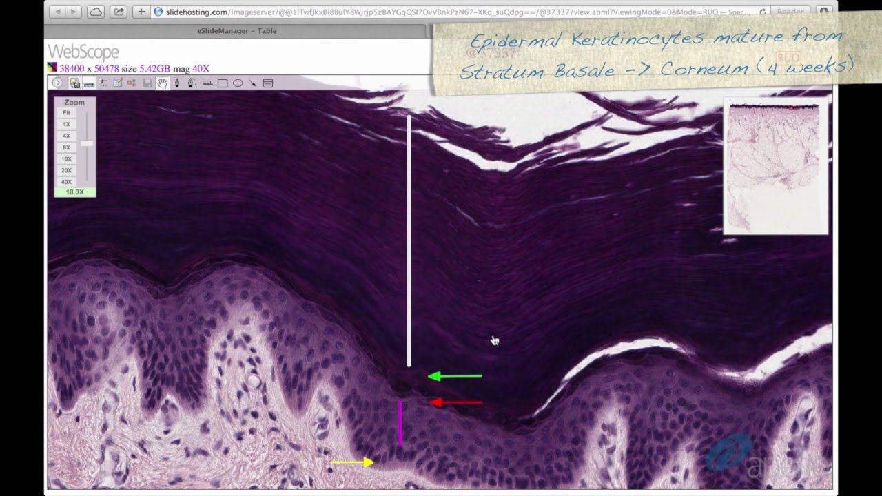 Histology Helper - Skin Histology
