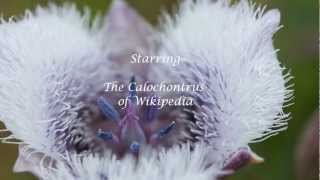 The City Of Prague Philharmonic Orchestra U0026 Various Artists   Speak Softly Love with S