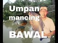 Umpan pancing ikan bawal jitu Dan anti matot di segala kondisi empang (rank 1)