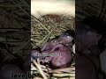 26 November 2024 #top guality javachiks #Java chicks #java chicks care in winter #ytshots