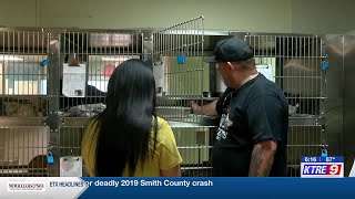 Nacogdoches shelter still offering free cat adoption as intake soars