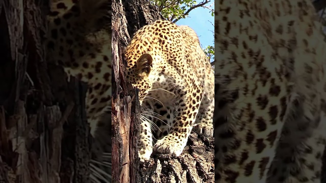 Leopard’s Tree Spa Day: Watch This Cat Climb and Sharpen Its Claws! 😂🌳