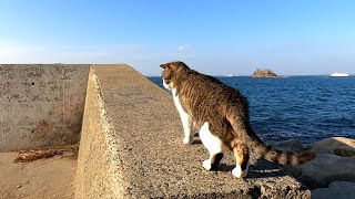 モフられるために防波堤に上ってくる野良猫が可愛過ぎる