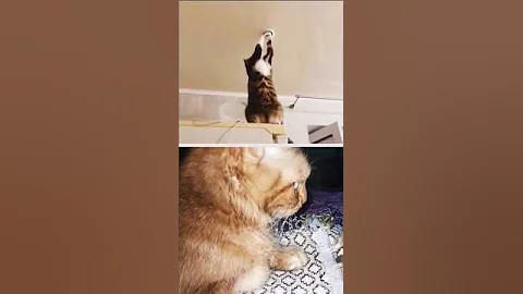 Video 6175651: cat cutecat funnycats, cat funnycats cute, cat sounds angry, cat baby sound, cat dance, funny cat