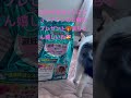 母から幸ちゃんにプレゼント🎁　#short #shorts #ありがとう　#感謝　#ねこ