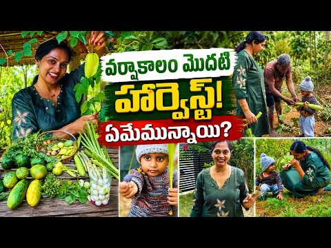 😱 Do you know the reason for this much joy? First monsoon harvest! 🌧️#telugu #vlog #harvest
