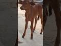 🐮 beautiful cow 😻🐮