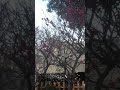 梅は咲いたか〜桜はまだかいな〜