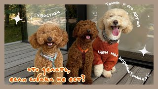 видео: 6. Какой корм выбрать для собаки? Что делать если той пудель не ест корм? Чем мы кормим Томми? картинка: 6. Какой корм выбрать для собаки? Что делать если той пудель не ест корм? Чем мы кормим Томми?
