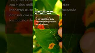 🤖 Modelos predictivos para la detección de plagas y enfermedades.