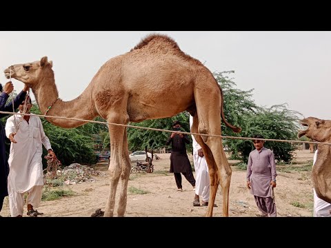 في المساء كان هناك قتال بين الماعز والجمال في الغابة
