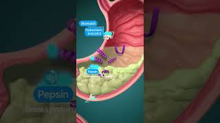 How Digestion Works – Animated Journey from Mouth to Intestines #anatomyanimation #usa