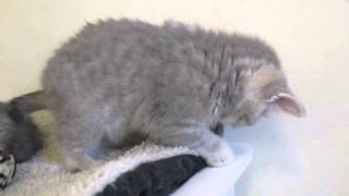 S*KillerCats Lilou Lumineux, 7 weeks & 6 days by KillerCats100 41 views 9 years ago 24 seconds