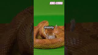 The master the king of king cobra #cobra #snake #animals #blackcobra #teamcobra #cobracave