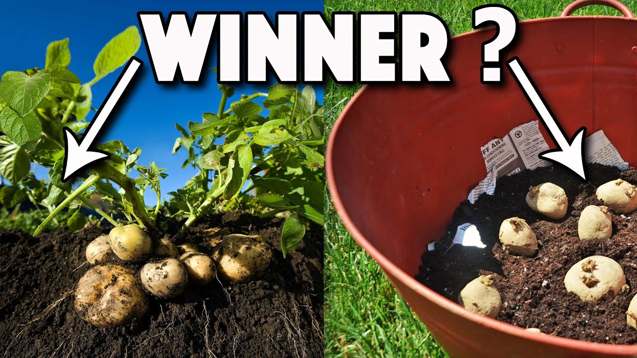 Growing Potatoes In Containers Or Ground? WHICH Is Better? Complete
