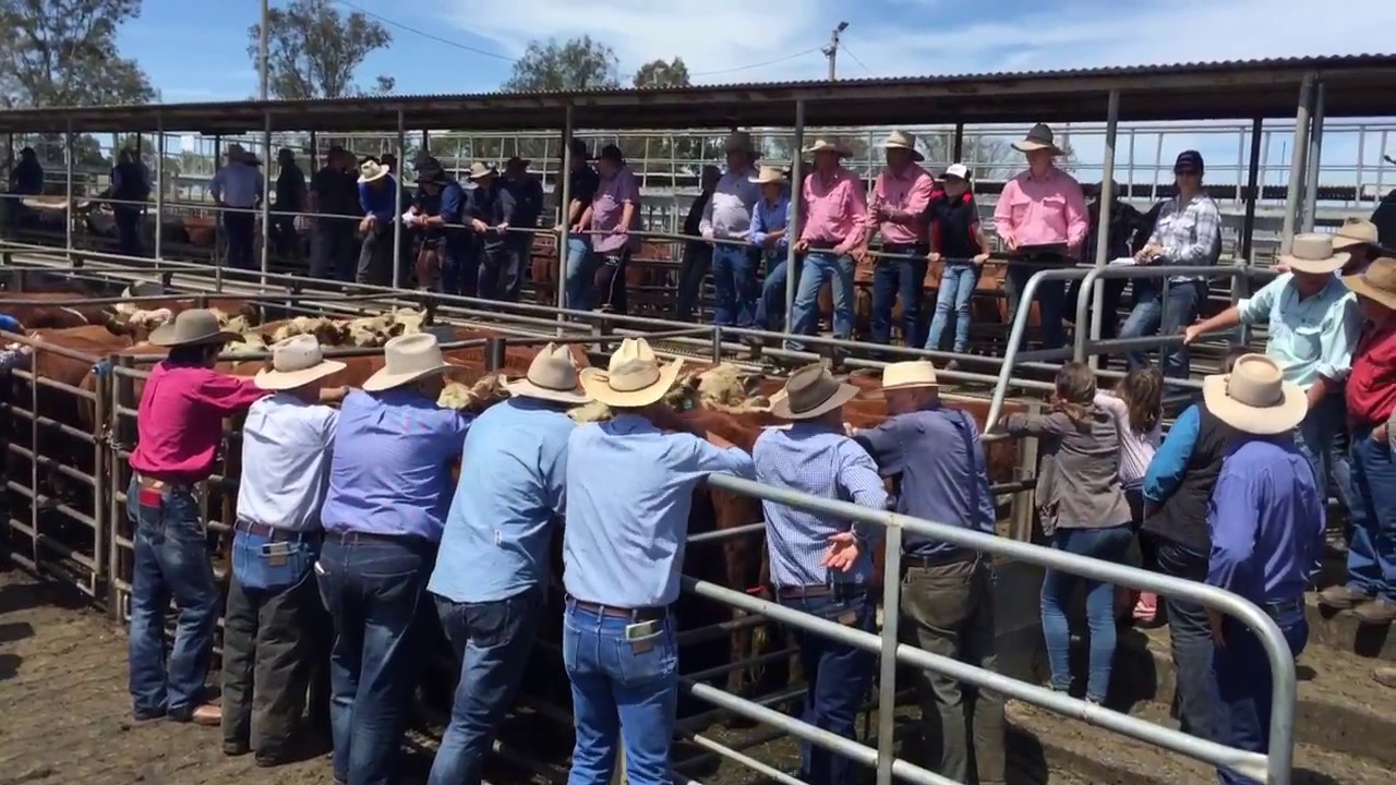 Dubbo store cattle sale Oct 7 YouTube