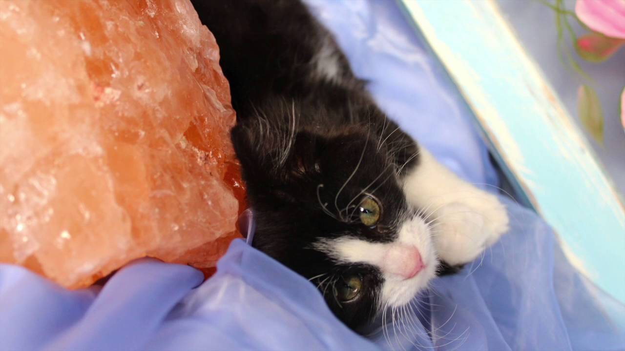 White Pink Paws are stuffed with poo poo